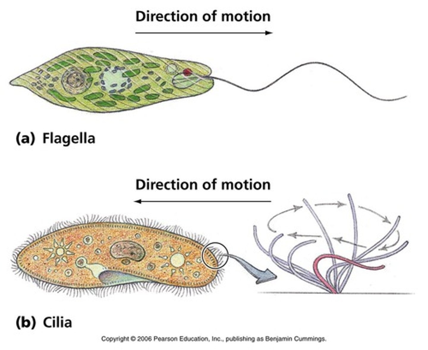 <p>A long, whip-like tail that helps in cell motility. Many bacteria are flagellated, and sperm are flagellated.</p>