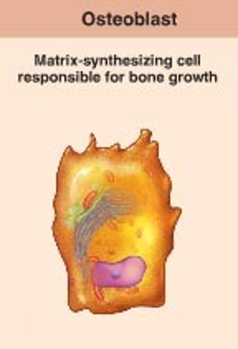 <p>bone-forming cells; secrete unmineralized bone matrix or osteoid; includes collagen and calcium-binding proteins; collagen = 90% of bone protein; actively mitotic</p>