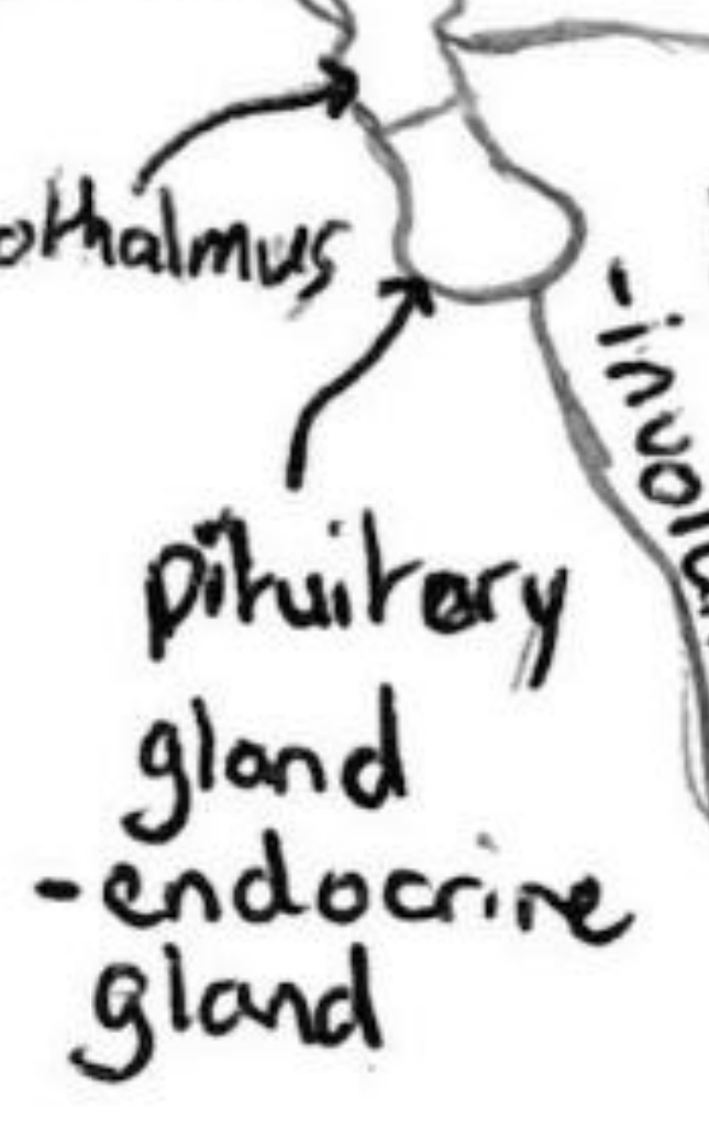 <p>Produces hormones including ADH, TSH, FSH and LH.</p>
