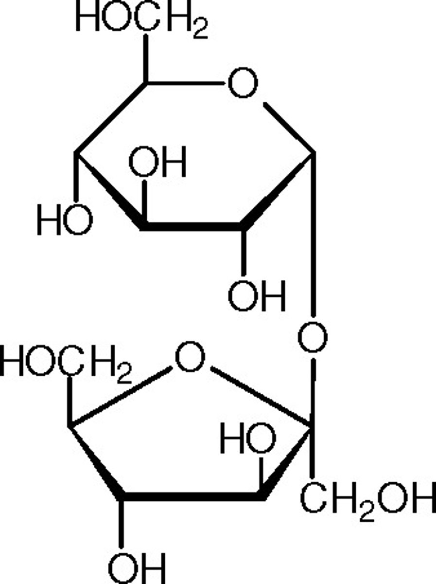 <p>Disaccharide (2 Monosaccharides joined by dehydration reaction)</p>