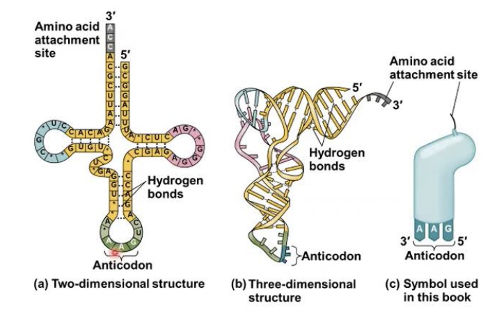 <p>amino acid &amp; anticodon</p>