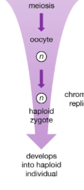 <p>what is this reproduction</p>