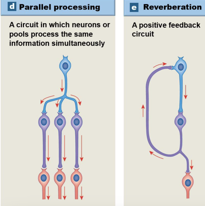 <p><mark data-color="blue">• </mark><strong><mark data-color="blue">Divergence:</mark></strong><mark data-color="blue"> </mark>1 presynaptic neuron → many postsynaptic neurons<br>• permits broad distribution of a specific input<br>• info enters CNS → spreads to brain &amp; spinal cord simultaneously<br></p><p><mark data-color="blue">• </mark><strong><mark data-color="blue">Convergence:</mark></strong> many presynaptic neurons → 1 postsynaptic neuron<br></p><p><mark data-color="blue">• </mark><strong><mark data-color="blue">Serial processing:</mark></strong> 1 presynaptic → 1 postsynaptic in a sequence<br>• info from 1 part of the brain goes to the next part then another part, etc.<br></p><p><mark data-color="blue">• </mark><strong><mark data-color="blue">Parallel processing:</mark></strong><mark data-color="blue"> </mark>1 neuron → many neurons → 1 neurons<br>• several neurons process the info at the same time<br>• e.g. If you step on a nail, you typically move your foot, shout “ouch,”<br>and dance a bit, all at the same time<br></p><p><mark data-color="blue">• </mark><strong><mark data-color="blue">Reverberation: </mark></strong>positive feedback arrangement<br>• collateral axons extend back toward origin of impulse → impulse<br>continued and/or enhanced</p><p></p><p>ON TEST THIS IS A FILL IN THE BLANK USING PICTURES************</p>