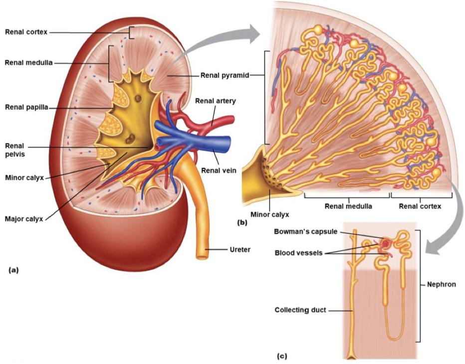 <ul><li><p>Outer edge is renal cortex</p></li><li><p>Striated section is renal pyramids; part of medulla</p></li><li><p>Nephrons are the yellow pieces</p></li><li><p>Blue is veins</p></li><li><p>Red is arteries</p></li><li><p>Nephrons include blood vessels and bowmans capsule which make renal corpuscal</p></li></ul>