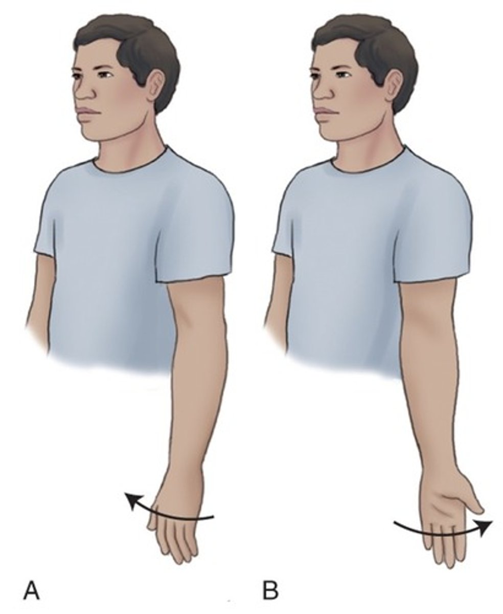 <p>medial rotation: rotation toward the midline</p><p>lateral rotation: rotation away from the midline</p>