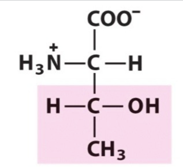 <p><span>Thr / T. pKa 13. Functional group -OH. IP: 5,6. Polar uncharged, hydrophilic.</span></p>