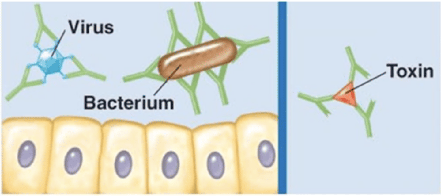 <p>Antibody effects of binding</p><p>Which antibody class(es) is/are involved in neutralization?</p>