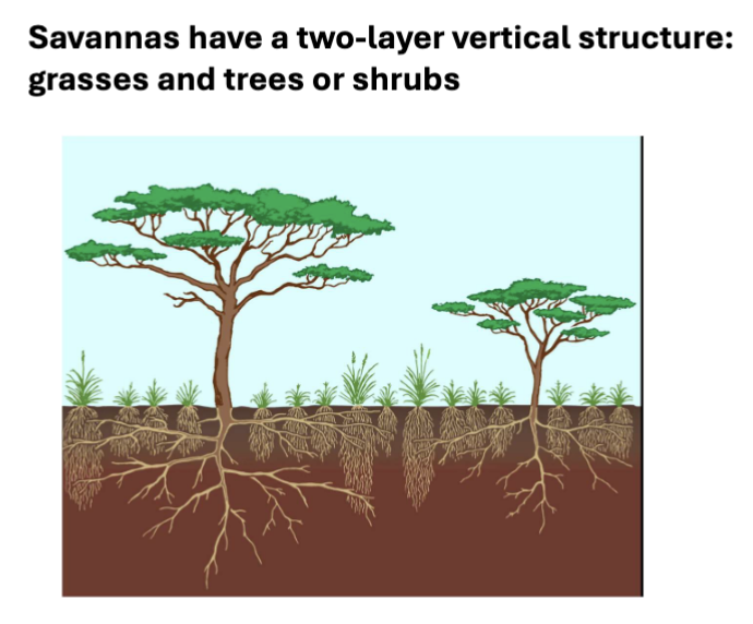 <p>have 2-layer vertical structure (grasses and trees/shrubs); trees create small microenvironments (rescue hotspots)</p>