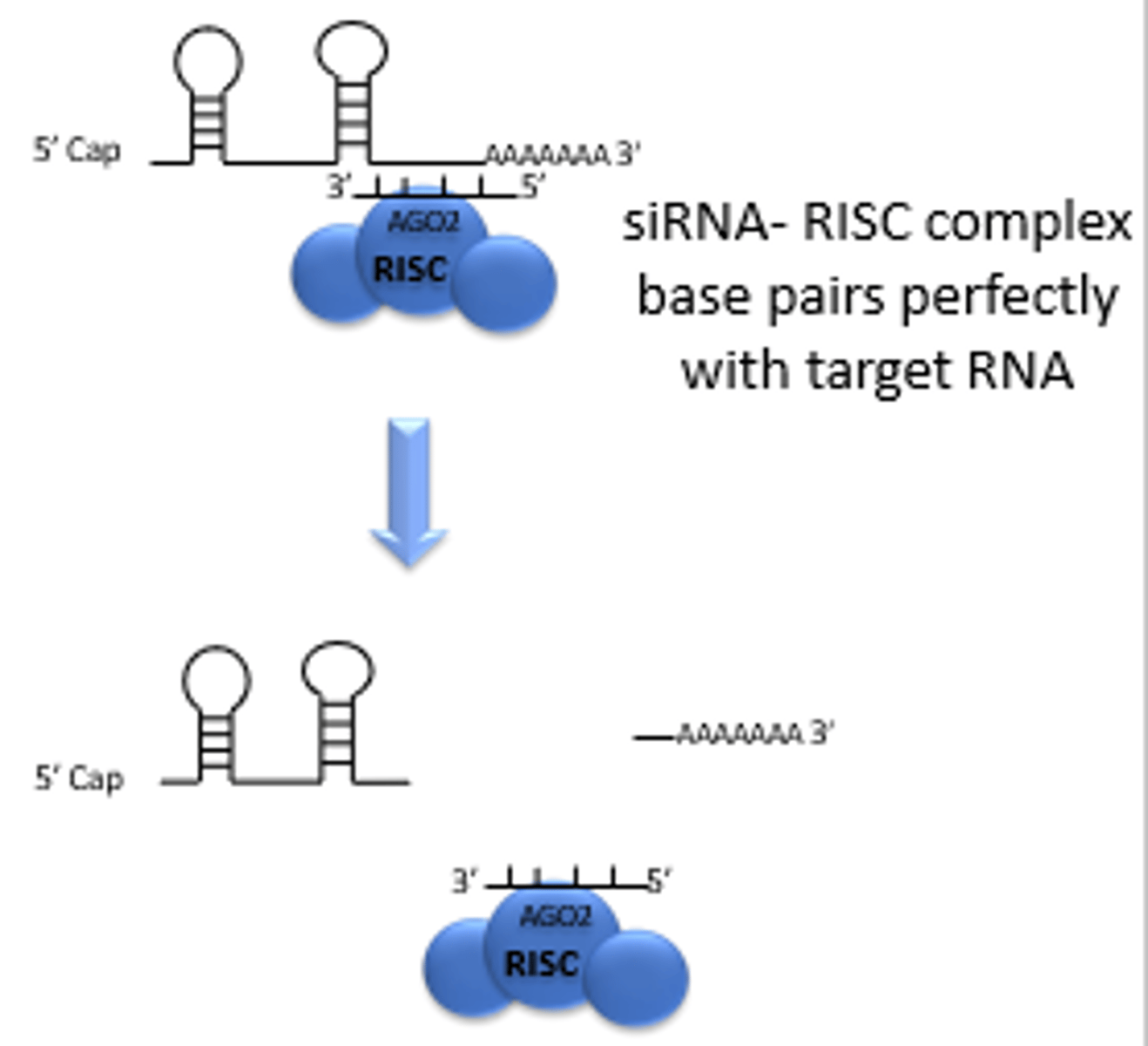 <p>Argonaute cuts the mRNA at the site paired to positions10-11 of the guide siRNA</p>
