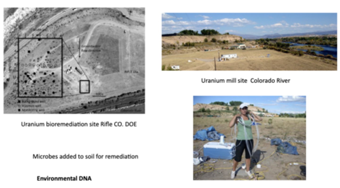 <p>Purple bacteria or purple photosynthetic bacteria are Gram-negative proteobacteria that are phototrophic, capable of producing their own food via photosynthesis; green sulfur bacteria are anaerobic, photosynthetic microbes that use sunlight + sulfur compounds as energy source, producing organic C and elemental sulfur</p><p>-at a uranium mill site by the CO river, uranium was released into nearby soils and groundwater; sites like these often leave behind contamination which can leach into rivers</p><p>~bioremediation, the use of either naturally occurring or deliberately introduced microorganisms or other forms of life to consume + break down environmental pollutants, was performed with certain microbes that can transform soluble uranium, which moves in groundwater, into insoluble uranium, which precipitates and stays locked in the sediment, thereby reducing uranium mobility</p><p>~scientists use environmental DNA sampling (involves collecting genetic material shed by organisms like skin cells, feces, or mucus from environmental samples like water, soil, or air to identify presence + diversity of species w/out directly capturing or observing the organisms) to monitor microbial populations in the soil and groundwater, which allows them to determine which microbes are present, how microbial communities change after remediation starts, and which species are actively involved in uranium reduction</p>