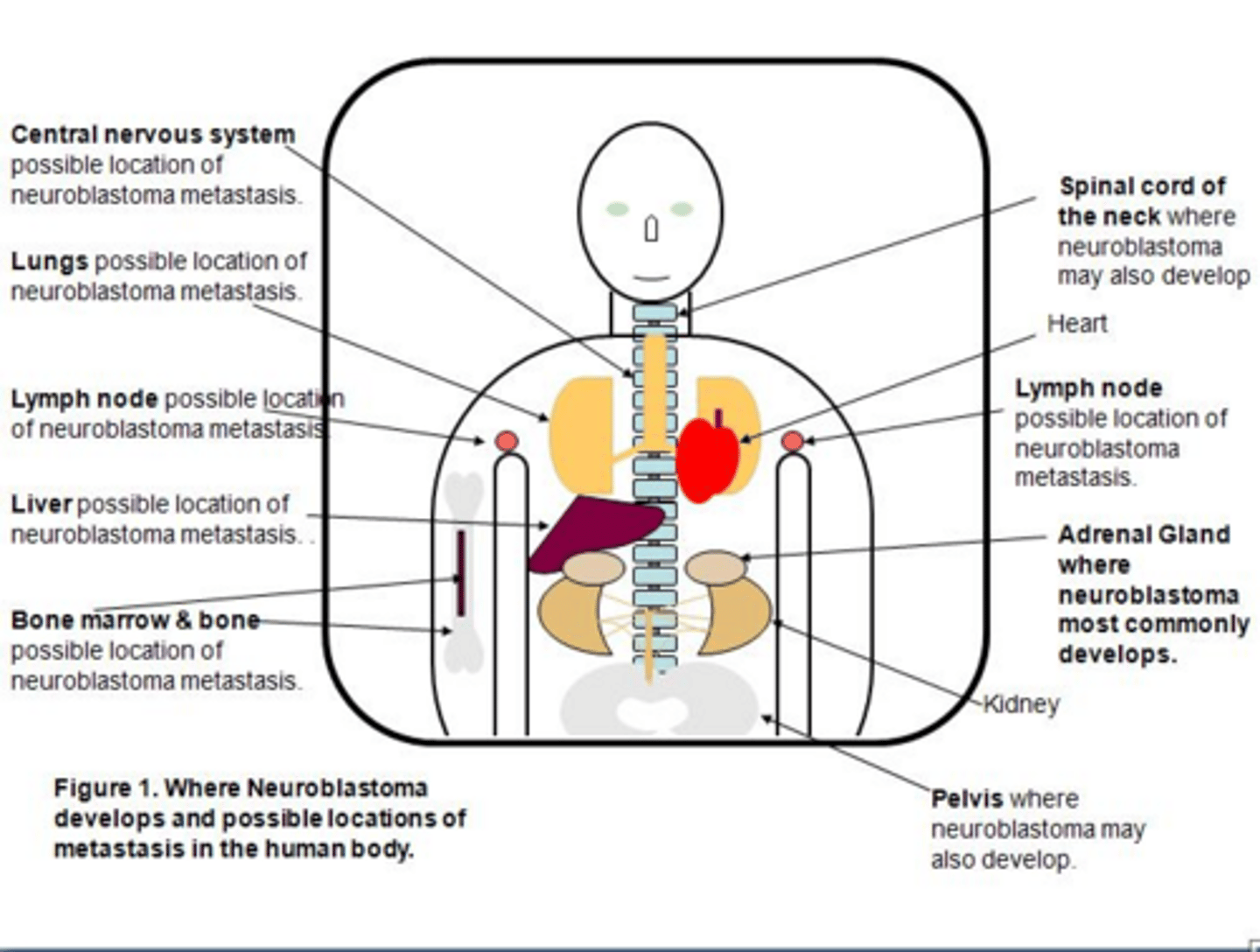 <p>Bone marrow, lymph nodes, liver, lungs, skin, and bone.</p>