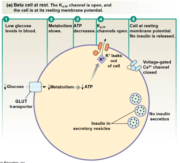 <p>Low Glucose </p>