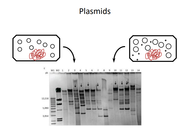 <p>size separation via <strong>electrophoresis </strong></p>