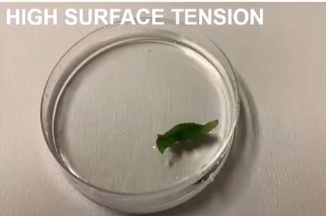 <ul><li><p>Leaves of aquatic plants oftentimes rest on the surface of water, allowing them to have more access to sunlight for processes like <strong>photosynthesis</strong></p></li><li><p>Also showcases high surface tension</p></li></ul><p></p>