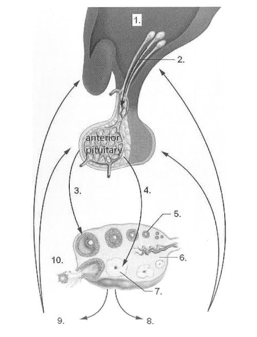 <p><strong>Label the presented hormone feedback above (female reproductive system)</strong></p><ol><li><p></p></li><li><p></p></li><li><p></p></li><li><p></p></li><li><p></p></li><li><p></p></li><li><p></p></li><li><p></p></li><li><p></p></li><li><p></p></li></ol><p></p>