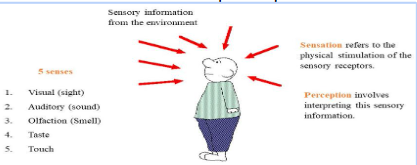 <p><strong><u>Introduction to sensation and perception (Mod 16)</u></strong></p><p>The process by which our sensory receptors and nervous system receive and represent stimulus energies from our environment. A sensation becomes a perception when it is transducted.</p>