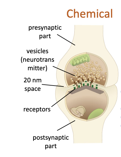 <p>new potential created in postsynaptic cell - it is &apos;active&apos;</p><ul><li><p>one-directional</p></li><li><p>slow - about ~0.5-1.0 ms of delay between arrival of the action potential at axon terminal and the creation of a postsynaptic action potential.</p></li><li><p>involves neurotransmitters</p></li><li><p>used for integration/computation in the postsynaptic neuron</p></li></ul>