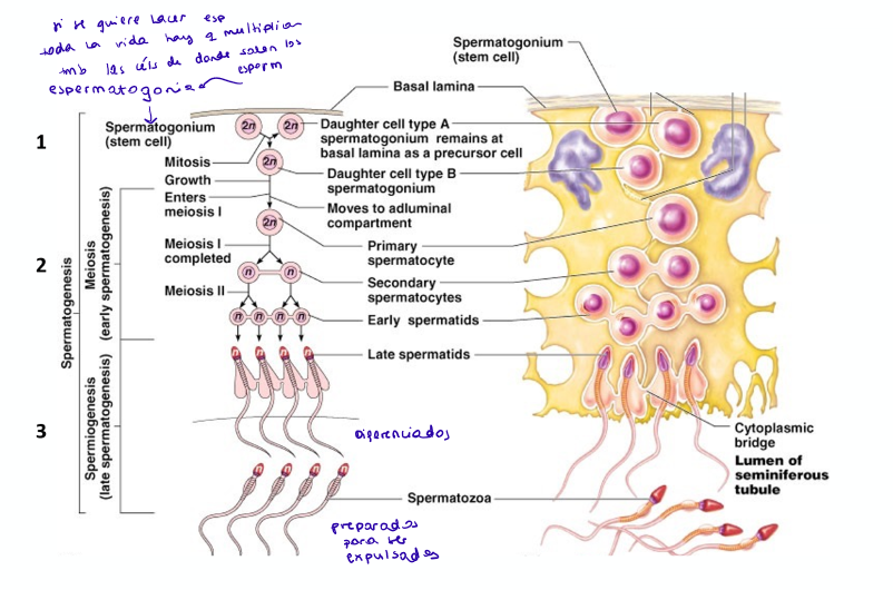 <ol><li><p><strong>Divisiones mitóticas:</strong> multiplicación de la espermatogonia (células que producen los espermatozoides) para mantener su población constante.</p></li><li><p><strong>Divisiones meióticas:</strong> producen espermátidas haploides a partir de las espermatogonias.</p></li><li><p><strong>Espermiogénesis</strong>: transforman las espermátidas a espermatozoides maduros (pérdida del citoplasma y desarrollo del flagelo).</p></li></ol><p></p>