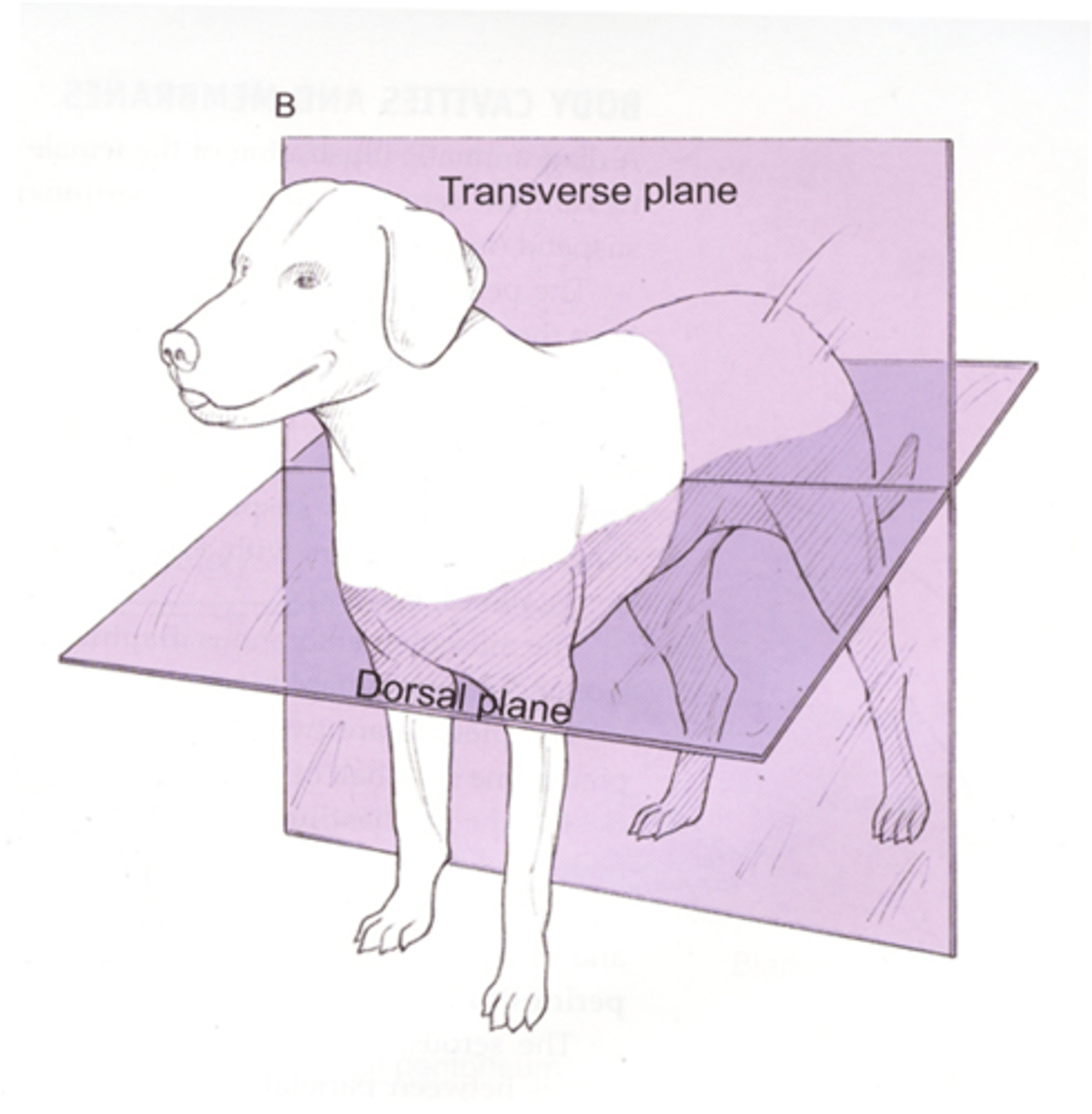 <p>Divides the head and body into upper (dorsal) and lower (ventral) parts.</p>