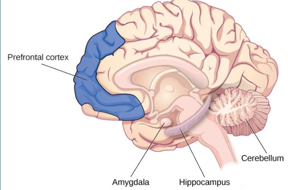 <p>HIPPOCAMPUS!!</p>