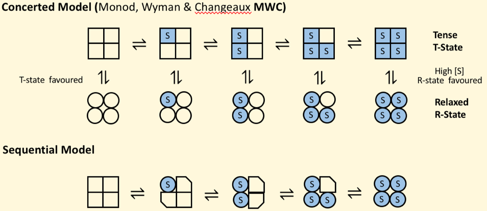 <p>MWC model</p><p>Concerted:</p><ul><li><p>subunits exist only in 2 states- T (compact) or R (relaxed)</p></li><li><p>All subunits must be in the same state</p></li><li><p>Equilibrium shifts to the R-state as more S binds</p></li></ul><p>Sequential:</p><ul><li><p>substrate binding increases affinity without conformational chnage of whole enzyme </p></li></ul><p></p>