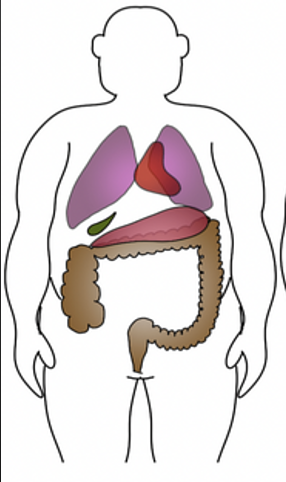 <p>build: massive</p><p>abdomen: long</p><p>Thorax: short, broad, deep</p><p>pelvis: narrow </p>
