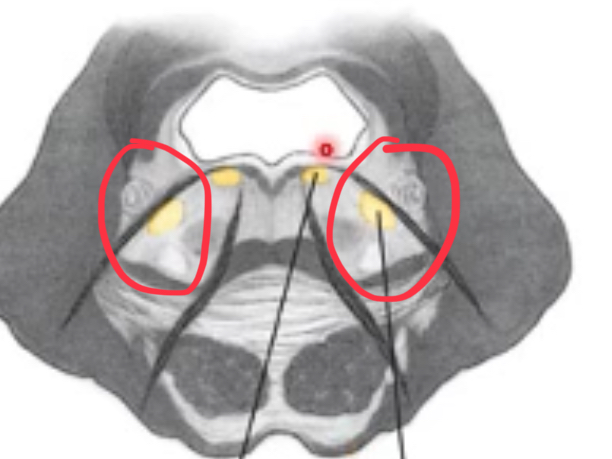 <p>ventral and lateral to abducens nuclei</p><p>axons course towards midline of pons, arch over abducens nuclei to form facial colliculus, then continue laterally and ventrally to emerge as nerves</p>