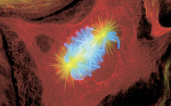 <p>-nuclear envelope breaks down</p><p>-centromeres invade the nucleus</p><p>-sister chromatids attach to microtubules</p>