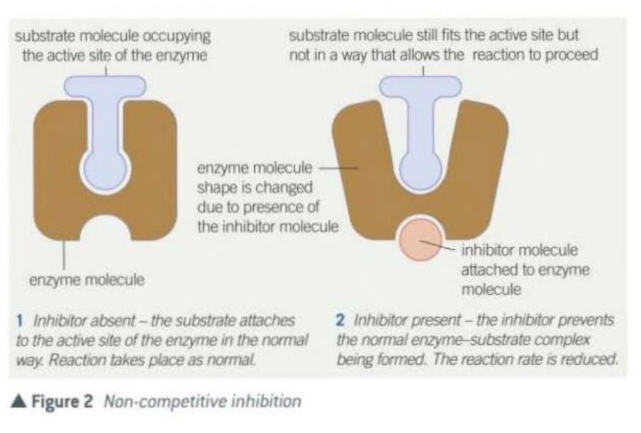 <ul><li><p>They attach themselves to the enzyme at a binding site which is not the active site.</p></li><li><p>After attaching, the inhibitor alters the shape of the enzyme and its active site in such a way that substrate molecules can no longer occupy it, they are no longer complementary to the substrate and no enzyme-substrate complex forms.</p></li><li><p>As the substrate and the inhibitor are not competing for the same site, an increase in substrate concentration does not decrease their the effect of the inhibitor.</p></li></ul>