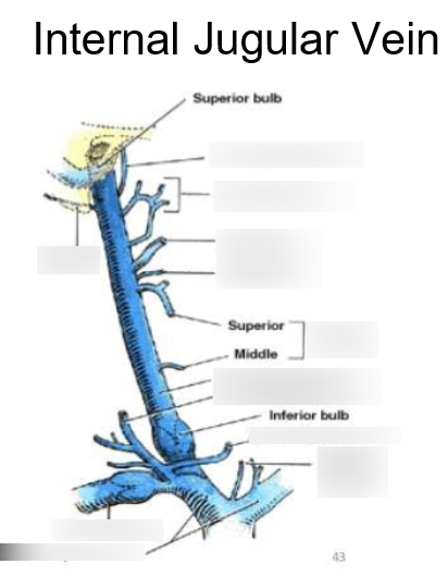 <p> a smaller dilatation, the inferior bulb</p>