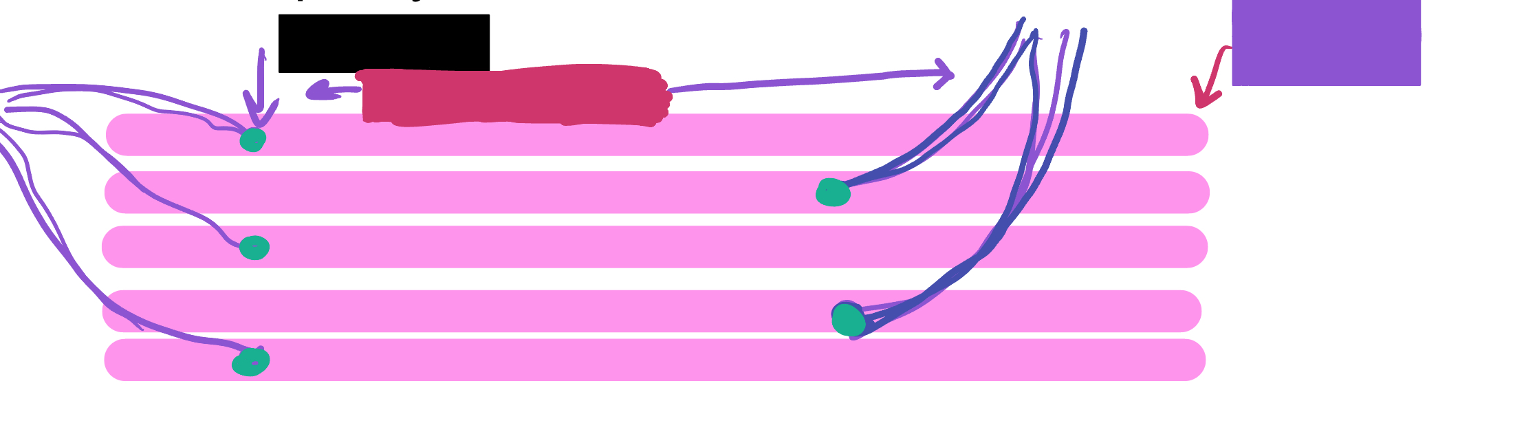 <p>Which color is likely covering the label&nbsp;“muscle fibers”?</p>