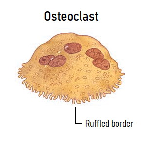 <ul><li><p><strong>Osteoblasts</strong> are the cells that synthesise and secrete much of the extracellular matrix of <strong>bone</strong> (osteo = bone)</p></li><li><p><strong>Chondroblasts</strong> are the cells that synthesise and secrete much of the extracellular matrix of <strong>cartilage</strong> (chondro = cartilage)</p></li><li><p><strong>Fibroblasts</strong> are the cells that synthesise and secrete much of the extracellular matrix of <strong>dense connective tissue</strong> (which is softer than bone and cartilage)</p></li><li><p>The final cell we need to know is an <strong>osteoclast</strong>. Remember that an osteo<u>blast</u> helps to make bone tissue. An osteo<u>clast,</u> on the other hand, breaks down bone tissue. A key feature of this cell is its ruffled border, which is highlighted in the picture</p></li></ul><p></p>