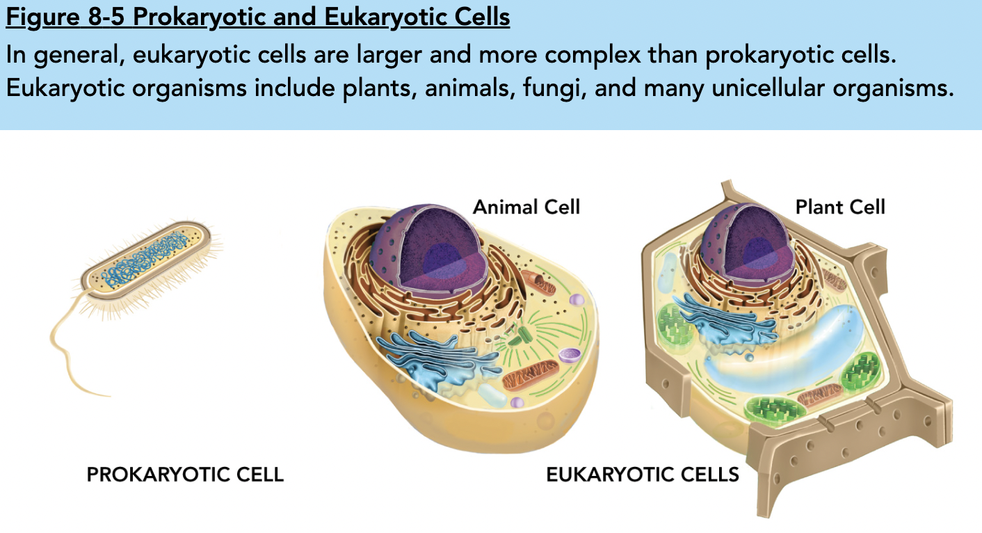 Prokaryotes are typically single-celled organisms, like bacteria