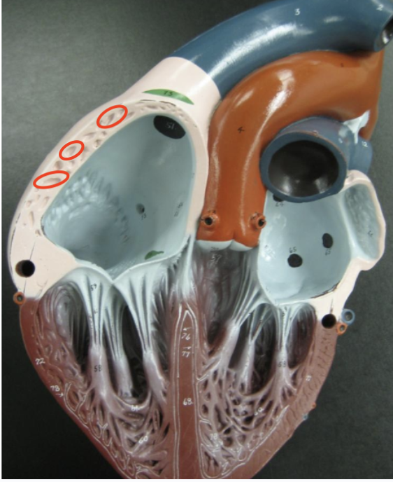 <p>roles/ridges on the wall of right atrium</p>