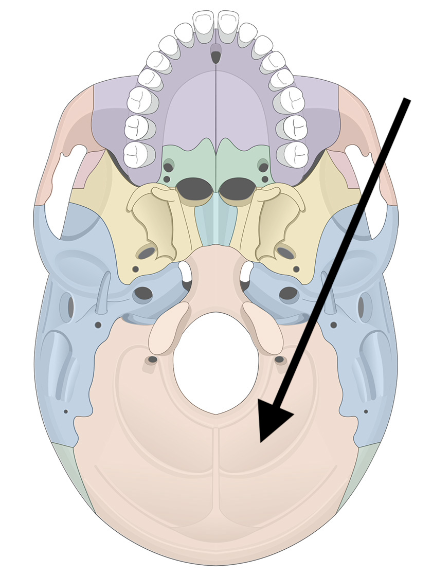<p>Name the bone</p>