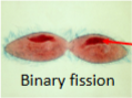 <p>Asexual reproduction </p>