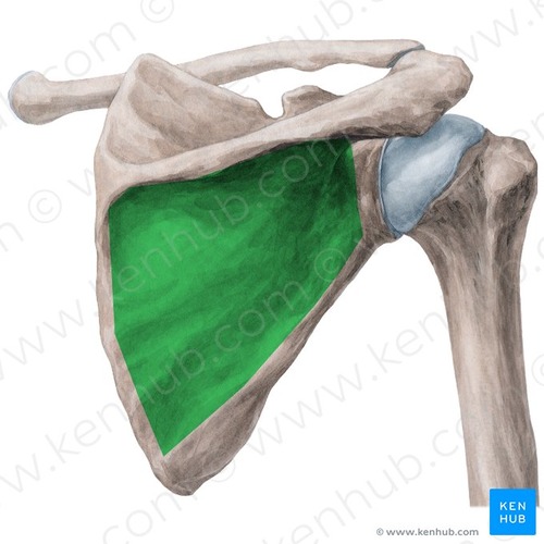 posterior, below spine