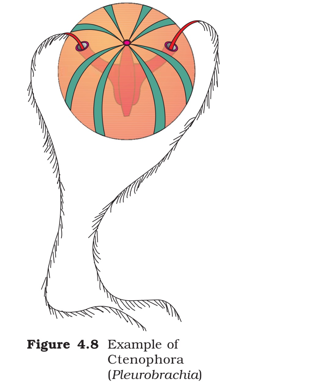 <p>Pleurobrachia</p>