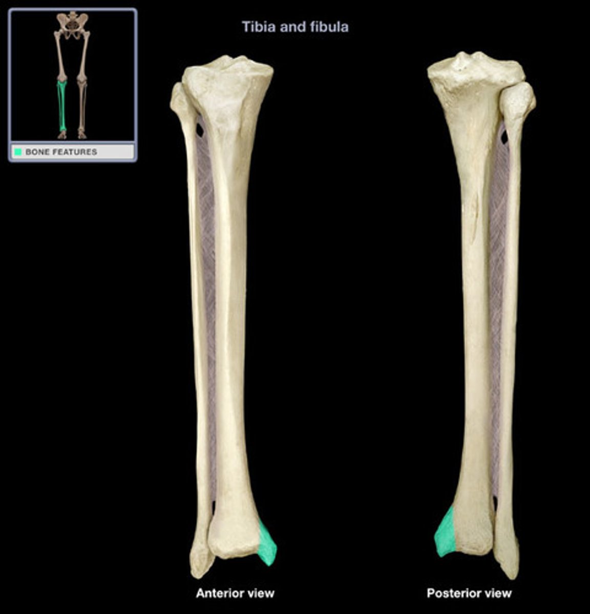 <p>medial "ankle bone"; distal process on medial tibial surface</p>