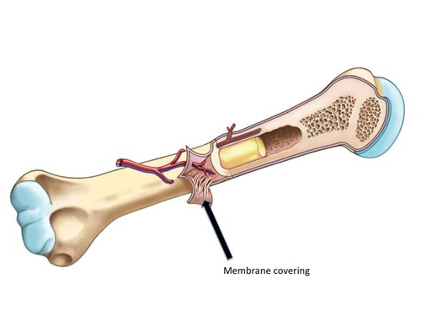 <p>Tough layer of fibrous connective tissue that surrounds the bone and is continuous with tendons and ligaments</p>