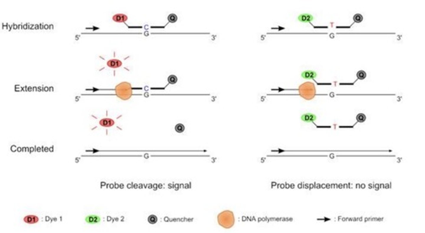 <p>Two probes per reaction; each is complementary to a different allele; labeled with a dye (fluorescent molecule) and a quencher (absorbs the energy of the dye); a perfect match of the probe to the target DNA will give a signal.</p>