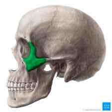 <p>Zygomatic (skeletal system)</p>