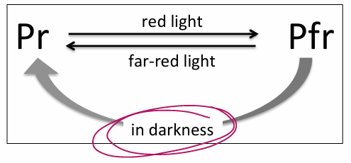 <p>Pr : red absorbing form (650-680 nm) – absorption converts it to Pfr form</p><p>Pfr : far-red absorbing form (710-740 nm) – absorption converts it to Pr form</p><ul><li><p>Phytochrome is synthesized in Pr form (dark grown tissues- only have Pr form) </p></li><li><p>In darkness: Pfr slowly reverts to Pr form</p></li></ul><p></p>