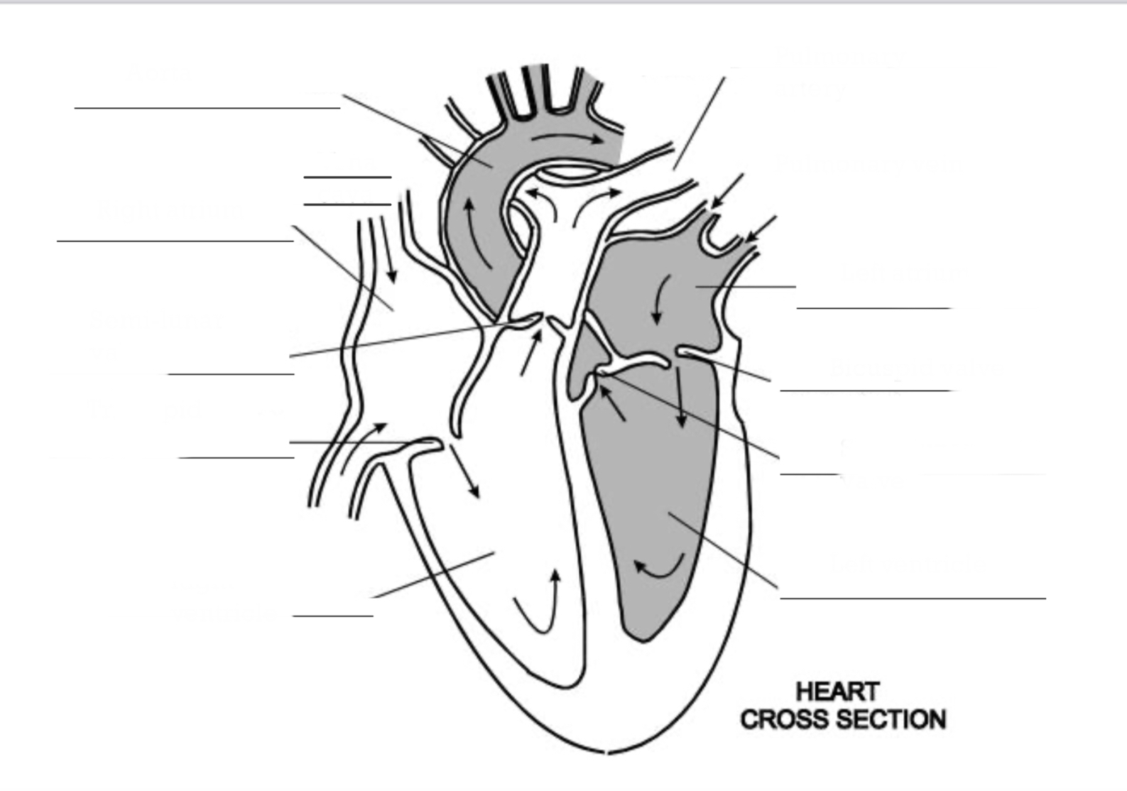 <p>Name the structures the blood would pass through in the heart’s double circulatory system, starting with the Vena Cava.</p>
