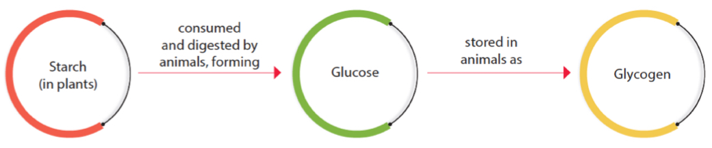 <p>why are starch and glycogen suitable storage materials (of glucose)?</p>