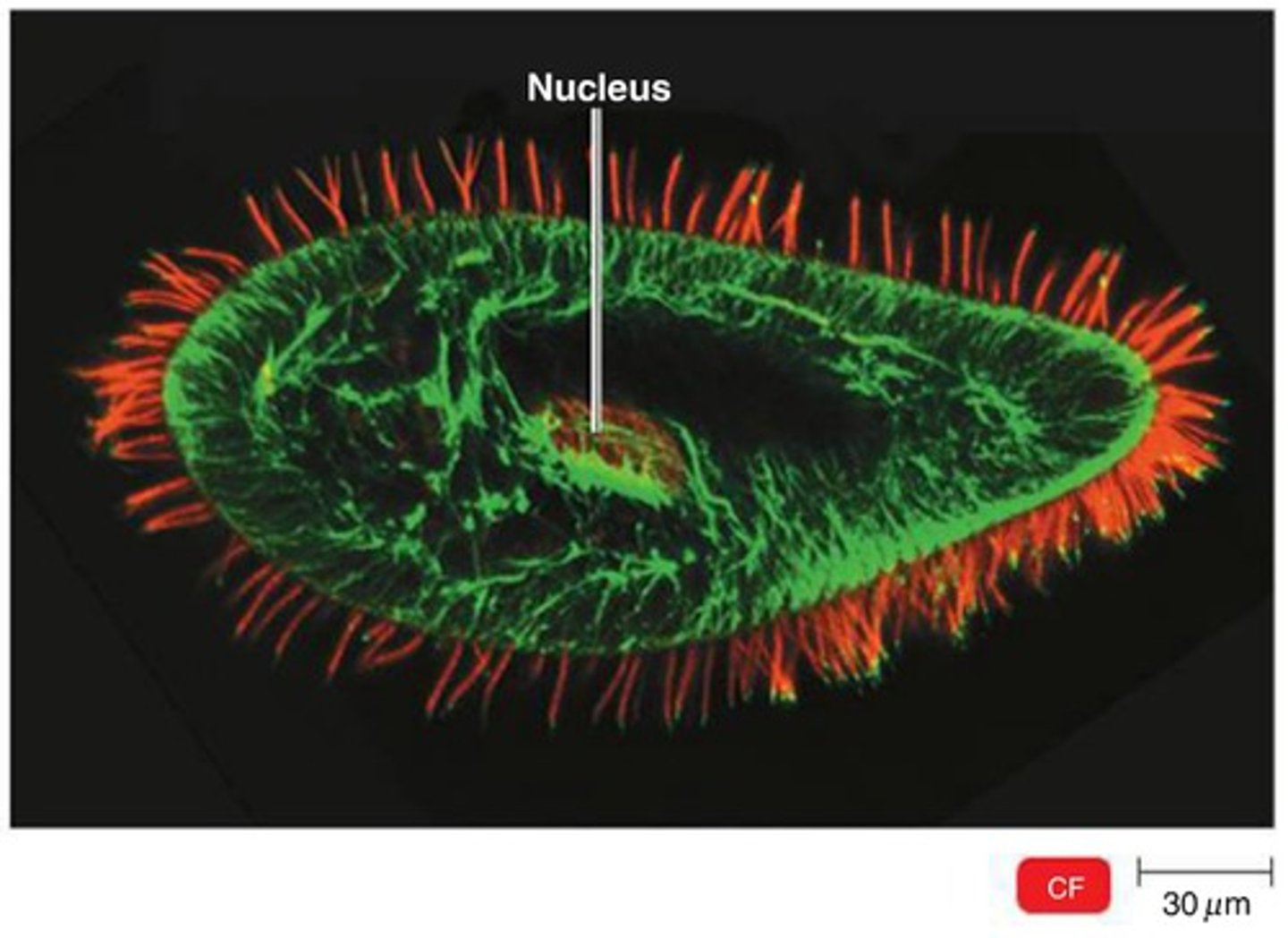 <p>a light microscope that uses fluorescent stains and laser to make two- and three-dimensional images, Useful for examining thick specimens such as biofilms</p>
