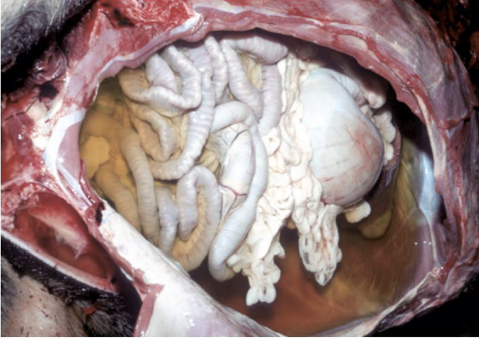 <p>What is this an image of?</p>