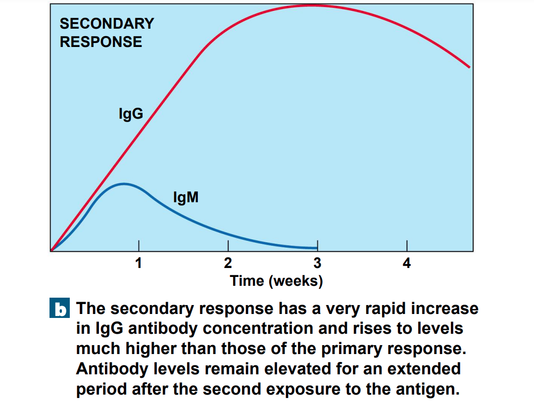Activates memory B cells (these cells were produced from primary response) 

* At lower antigen concentrations than original B cells 
* Secrete antibodies in massive quantities 
* IgG - rises very high and very quickly and can remain elevated for extended time 
* IgM - production is also quicker and slightly extended 