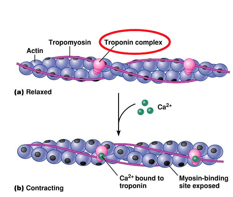 <p>What happens when calcium binds to troponin?</p>