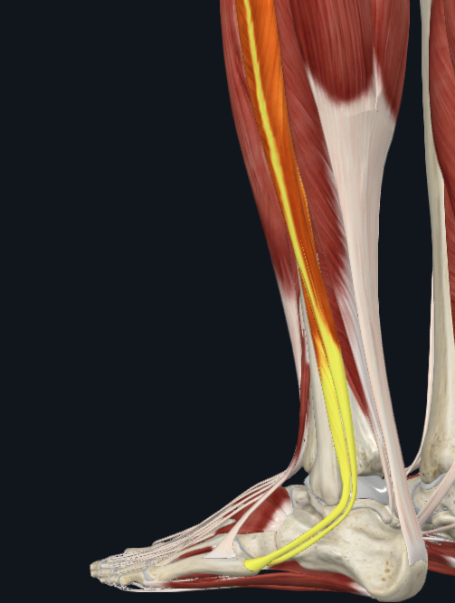 <p>What compartment of the leg is this</p>